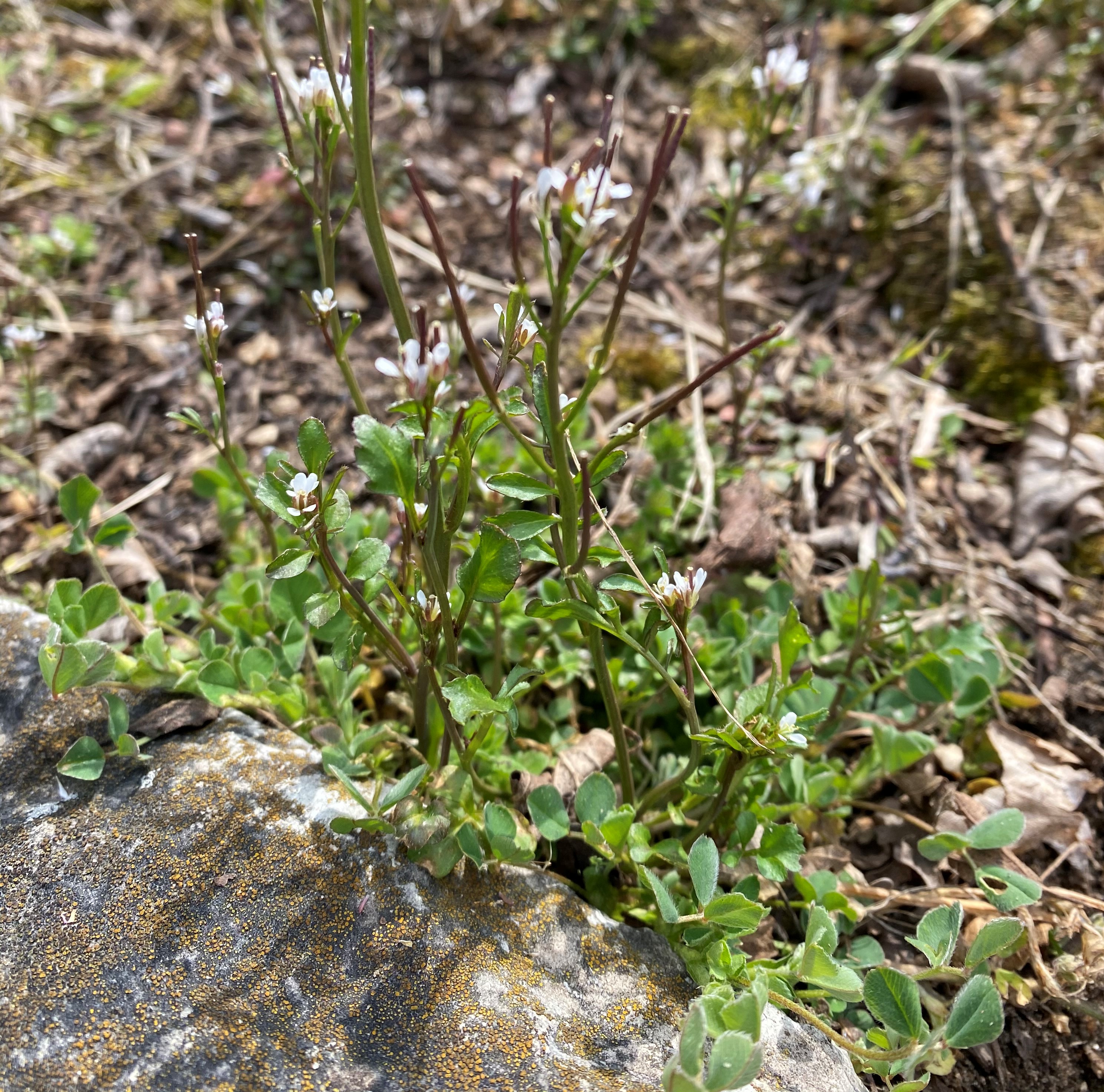 hairy bittercress